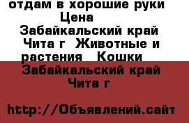 отдам в хорошие руки › Цена ­ 1 - Забайкальский край, Чита г. Животные и растения » Кошки   . Забайкальский край,Чита г.